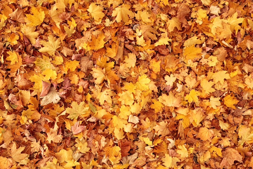 Fall leaves