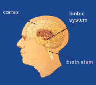 Diagram of the Human Brain.