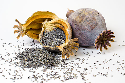 This photo depicts the buds and seeds of an opium poppy plant.